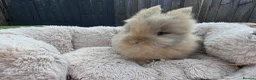 Lionhead rabbits for sale: Double maned lionhead babies 3 left! - Advert 1