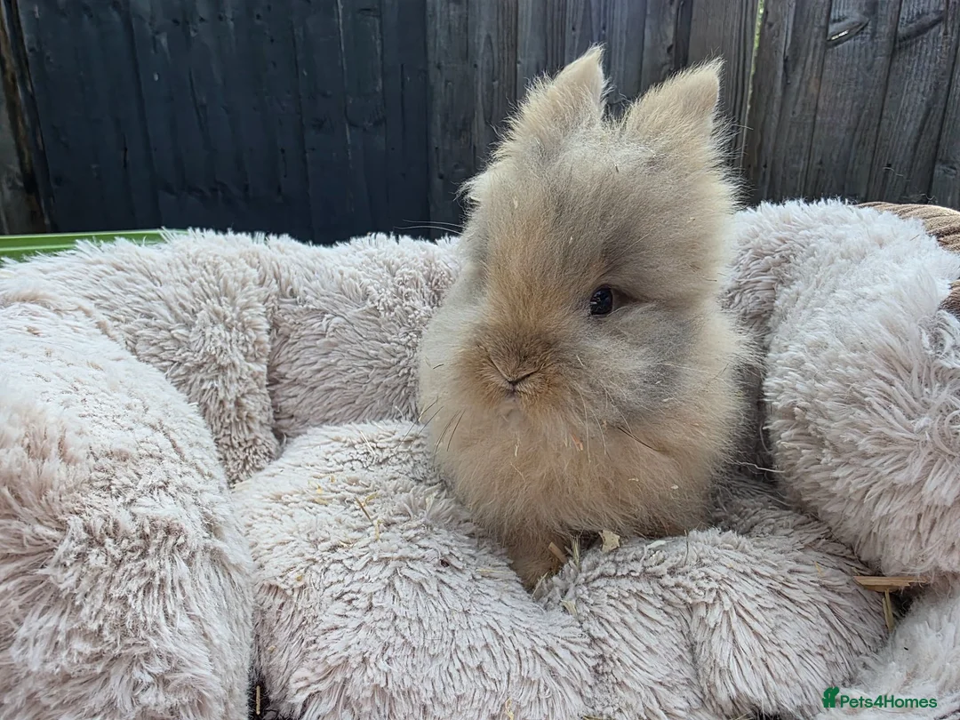 Lionhead rabbits for sale: Double maned lionhead babies 3 left! - Advert 1