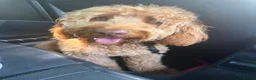 Cockapoo dogs for sale: Male cockapoo in Plymouth - Advert 1