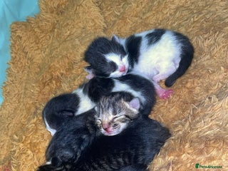 British Shorthair cats - Advert 4