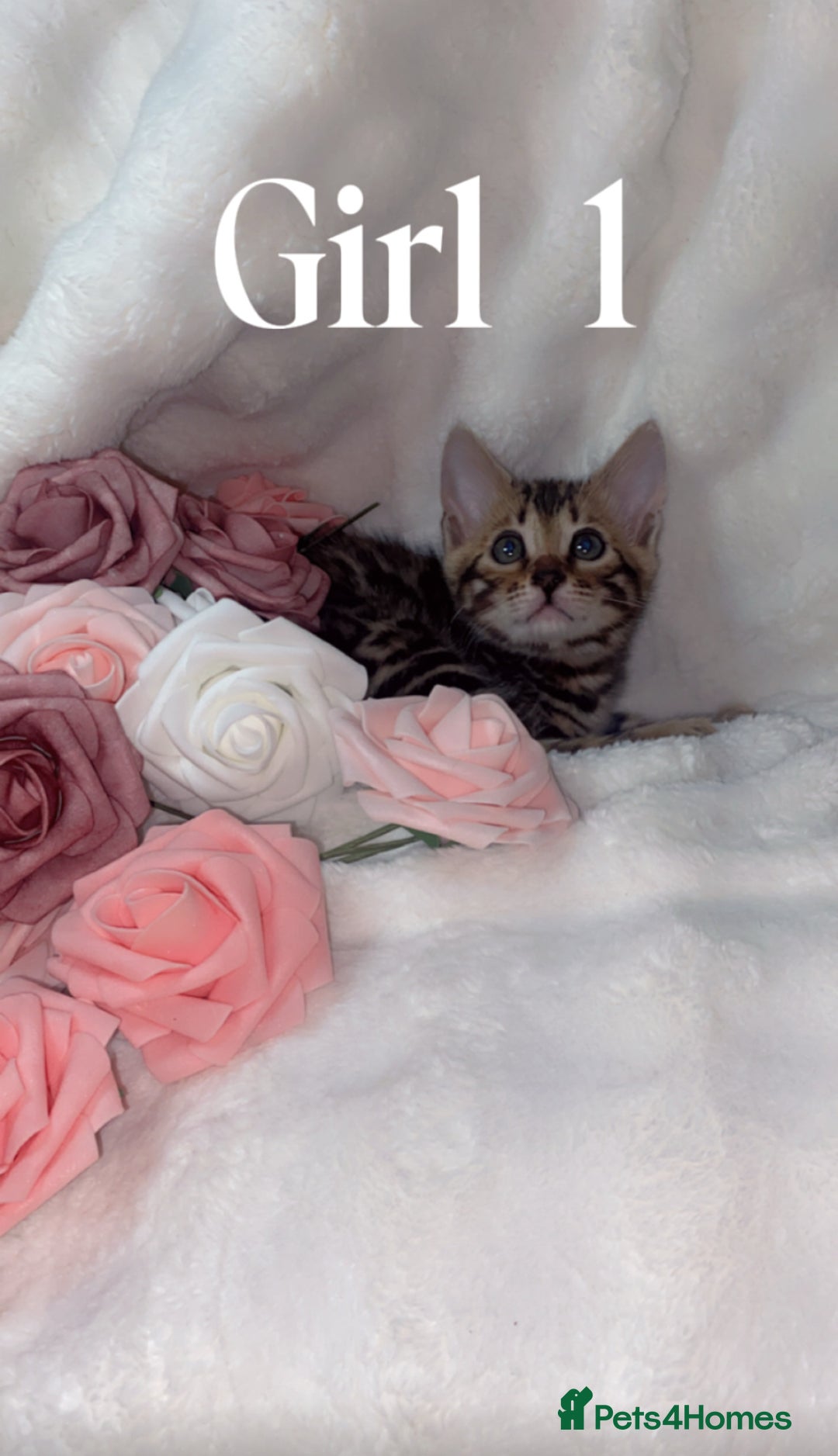 Bengal cats for sale: 2 Female Pure Bengals Ready For A New Home 🏡 - Advert 9