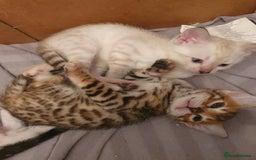 Bengal cats for sale: Pure Bengal kittens for sale - Image 13