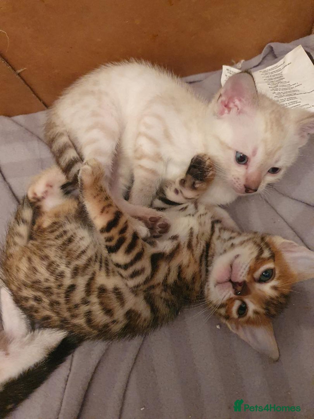 Bengal cats for sale: Pure Bengal kittens for sale - Image 13