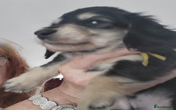 Miniature Dachshund dogs for sale: KC Black and Cream  long haired  - Image 5
