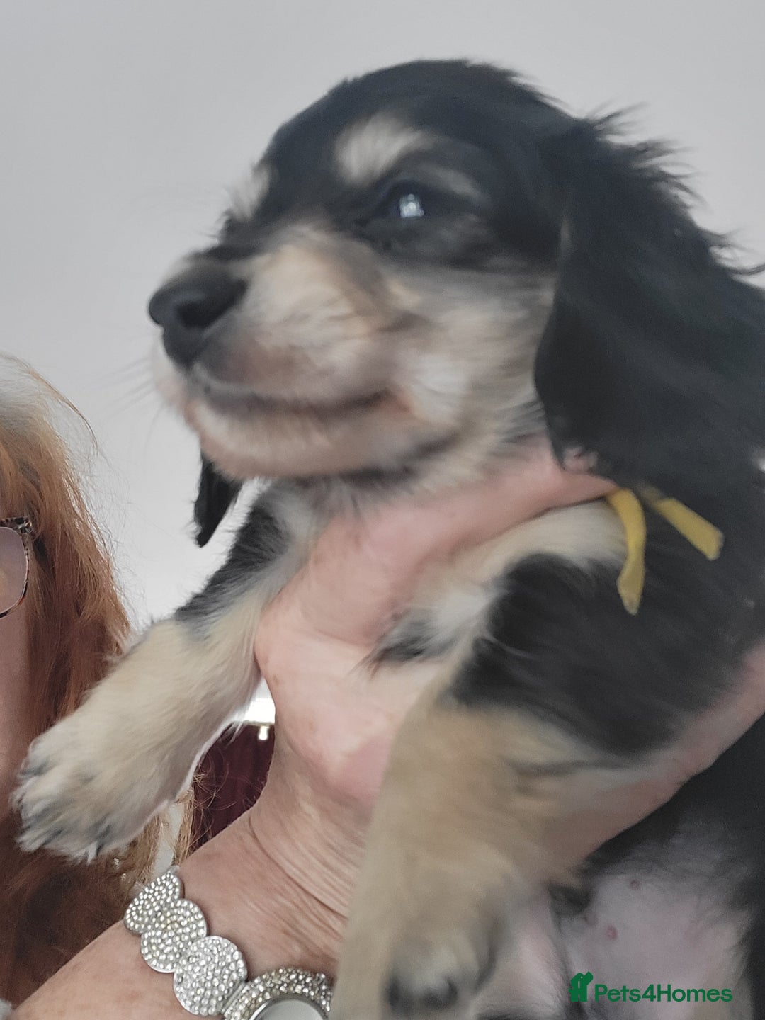 Miniature Dachshund dogs for sale: KC Black and Cream  long haired  - Image 5