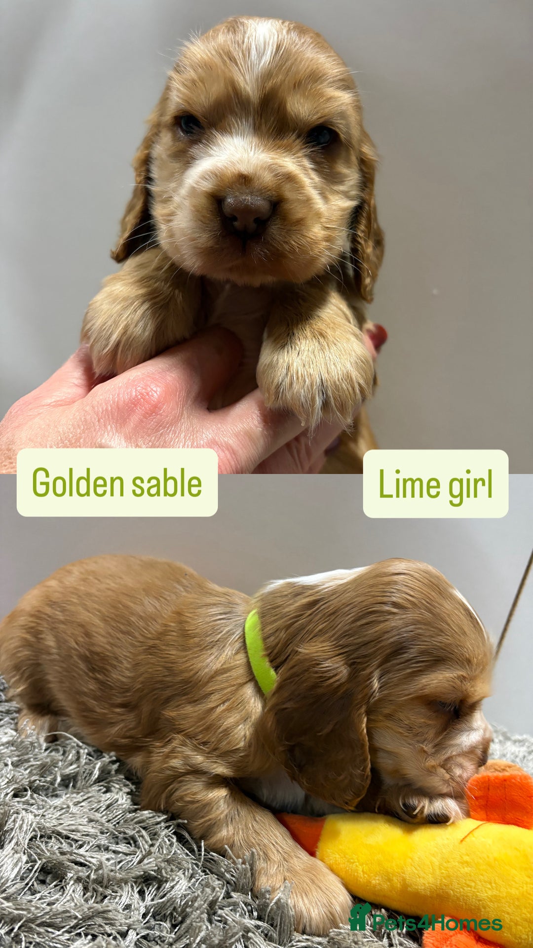 Cocker Spaniel dogs for sale: ✨STUNNING SABLE SHOW TYPE COCKER SPANIEL PUPPIES✨ - Advert 14