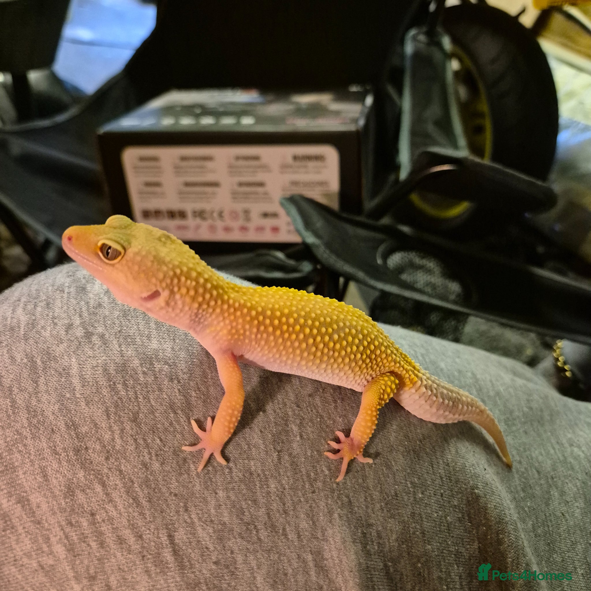 Leopard Gecko reptiles Female patternless gecko - Advert 5