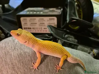 Leopard Gecko reptiles Female patternless gecko - Advert 5