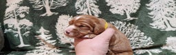 Cocker Spaniel dogs for sale: KC Registered Fox Red Working Cocker Spaniel Pups - Advert 16