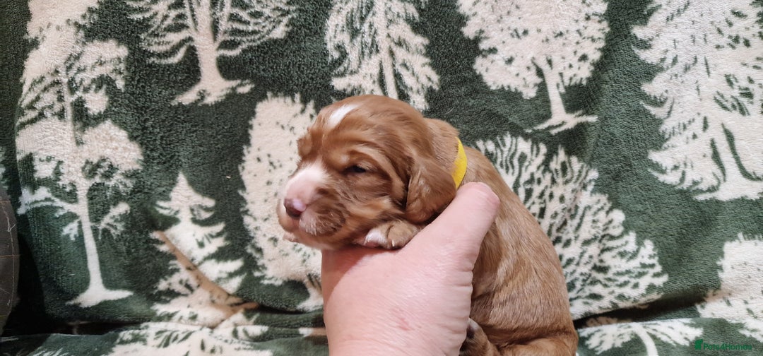 Cocker Spaniel dogs for sale: KC Registered Fox Red Working Cocker Spaniel Pups - Advert 16