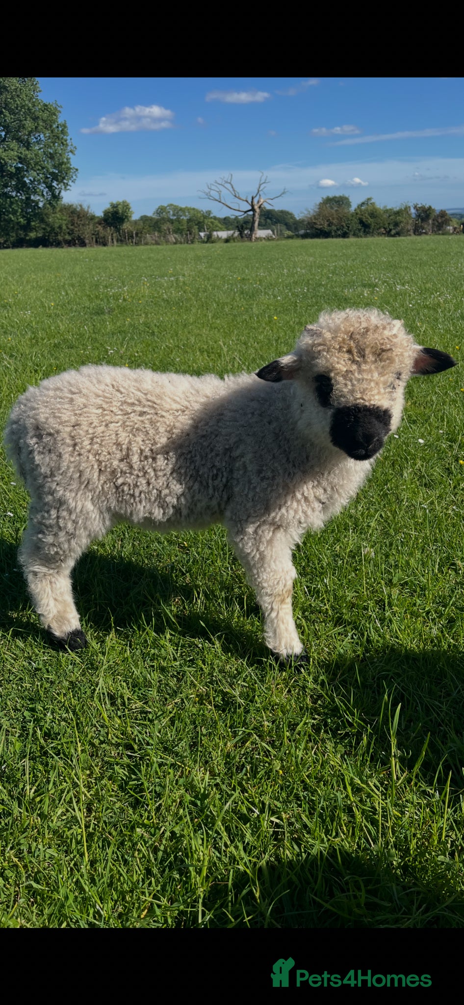 Sheep livestock for sale: Sheep Valais 3/4 Eric and Ernie Castrated boys - Advert 3