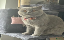 British Shorthair cats for sale: British shorthair female  - Image 5