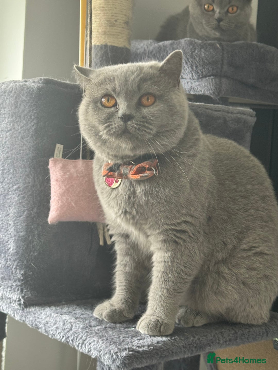 British Shorthair cats for sale: British shorthair female  - Image 5