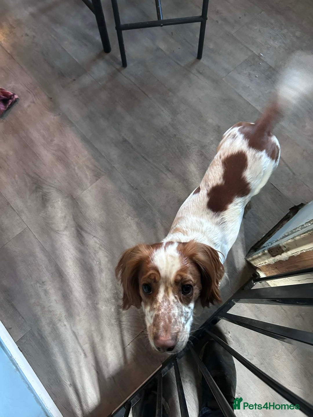 Cocker Spaniel dogs for sale: 14 month working cocker spaniel  - Advert 2