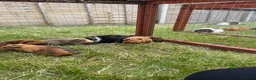 Guinea Pig rodents for sale: Gorgeous baby girls!  - Advert 10