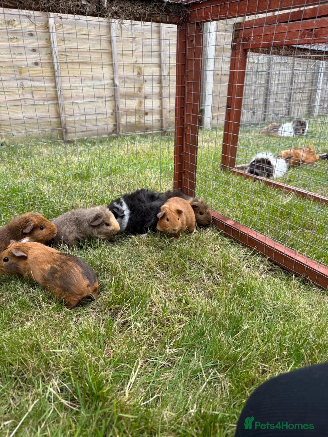 Guinea Pig rodents for sale: Gorgeous baby girls!  - Advert 10