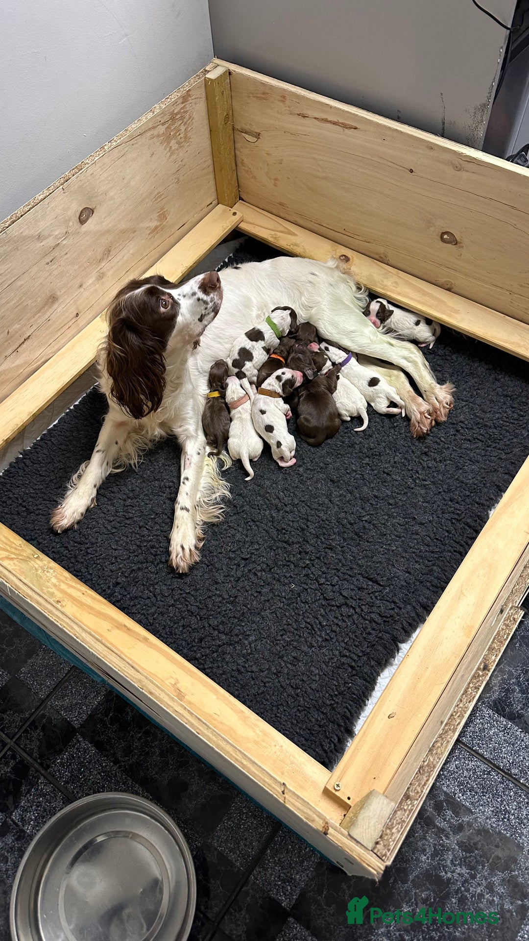 Sprocker dogs for sale: Sprocker Puppies - Advert 5