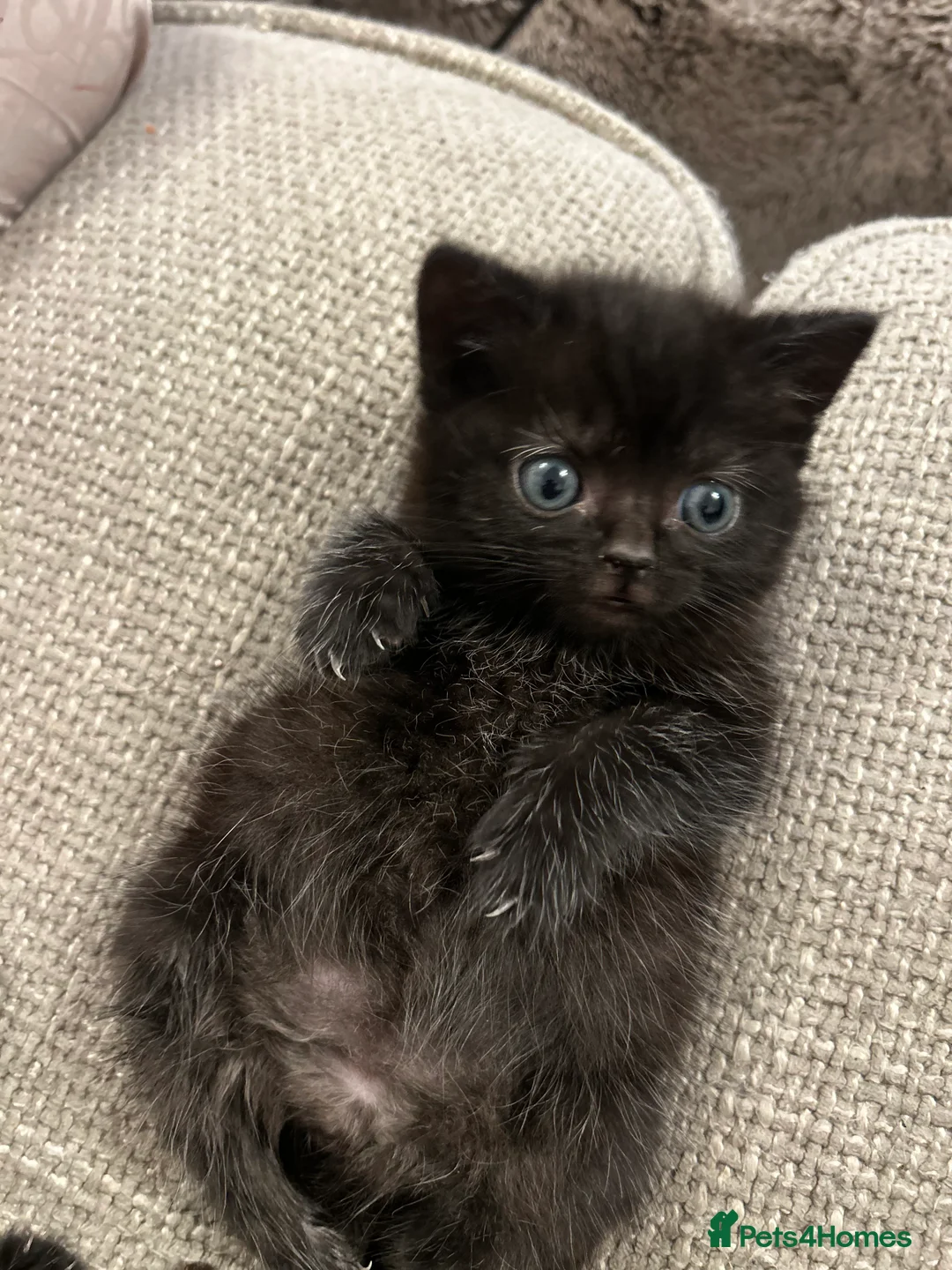 Mixed Breed cats for sale: Special Little Kitten Looking for a Loving Home - Advert 2