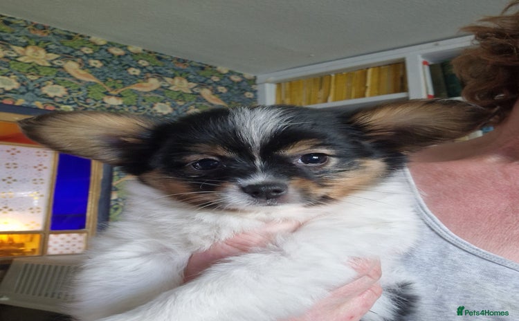 Papillon dogs for sale in Cambridge - Advert 1