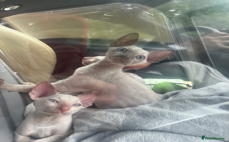 Cornish Rex cats - Advert 1