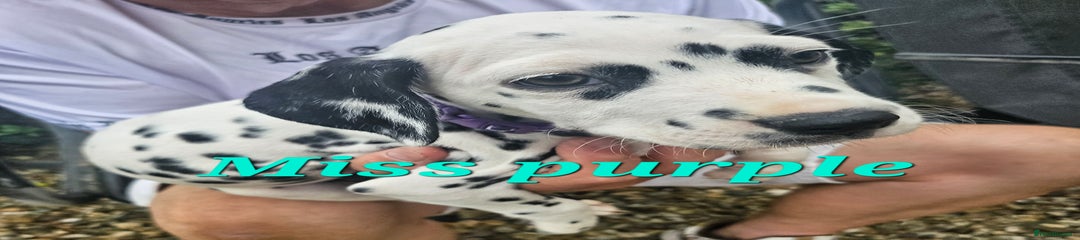 Miss purple 