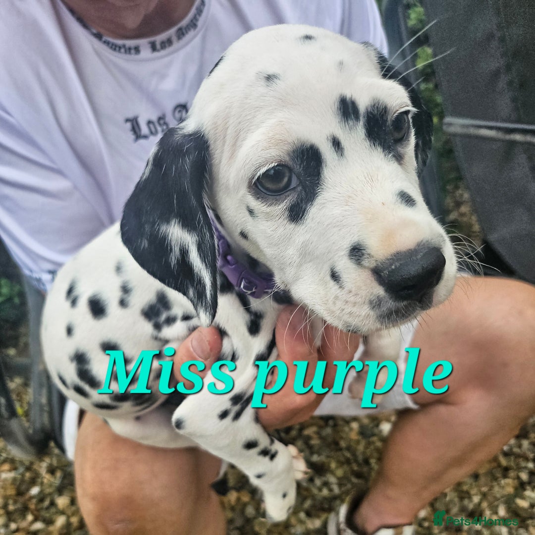 Dalmatian dogs for sale: Dalmatian puppies Ready now - Image 14