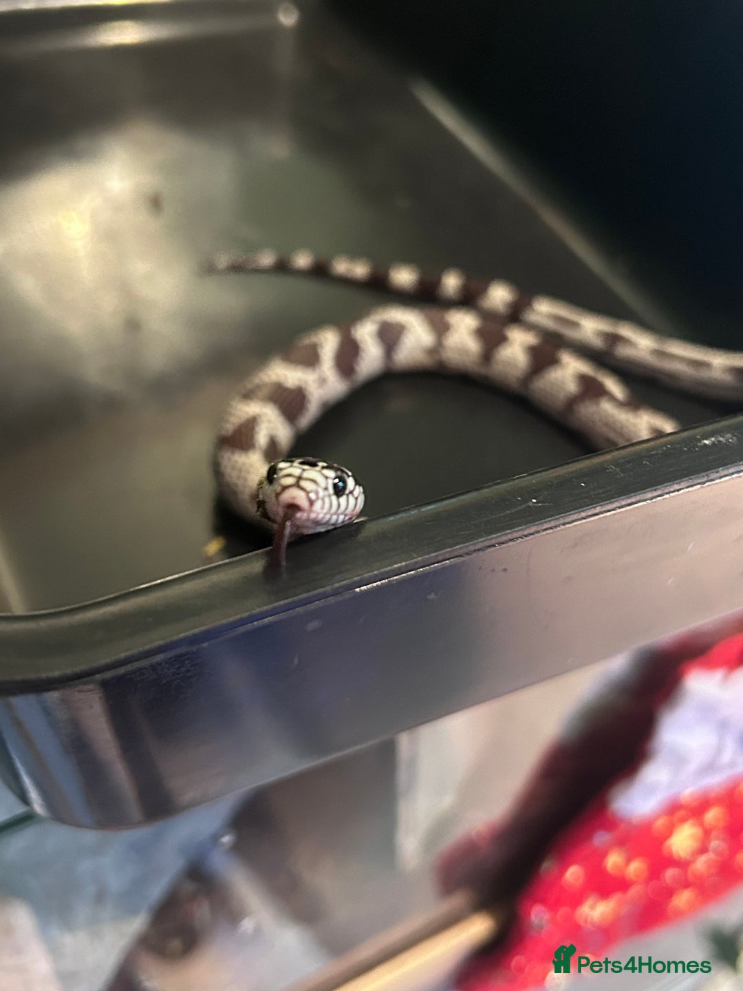 King Snake reptiles for sale: 1 year old California king snake - Advert 4