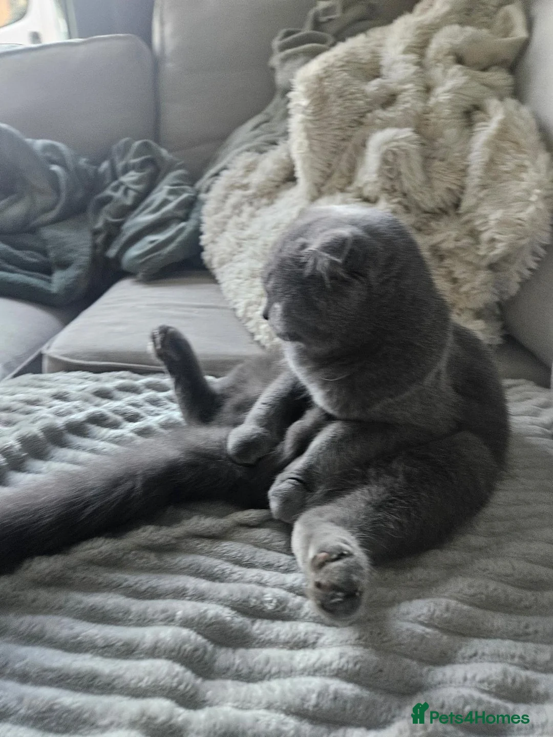 Scottish Fold cats for sale: female scottish fold  - Advert 4