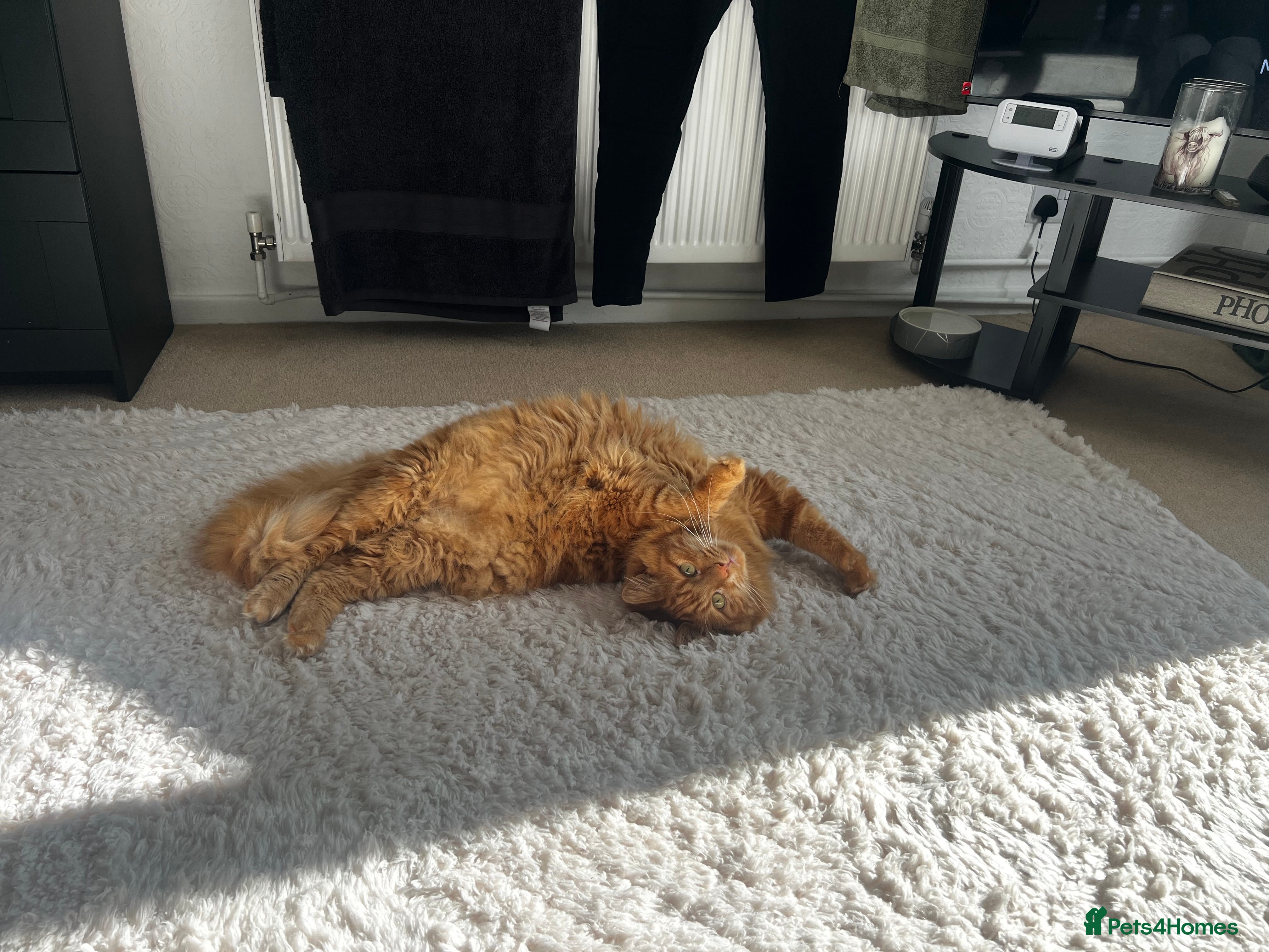 Mixed Breed cats Two boys for sale - Advert 1