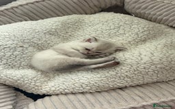 British Shorthair cats for sale: 💖☁️SILVER TIPPED BSH CHINCHILLA GIRL☁️💖 - Image 2