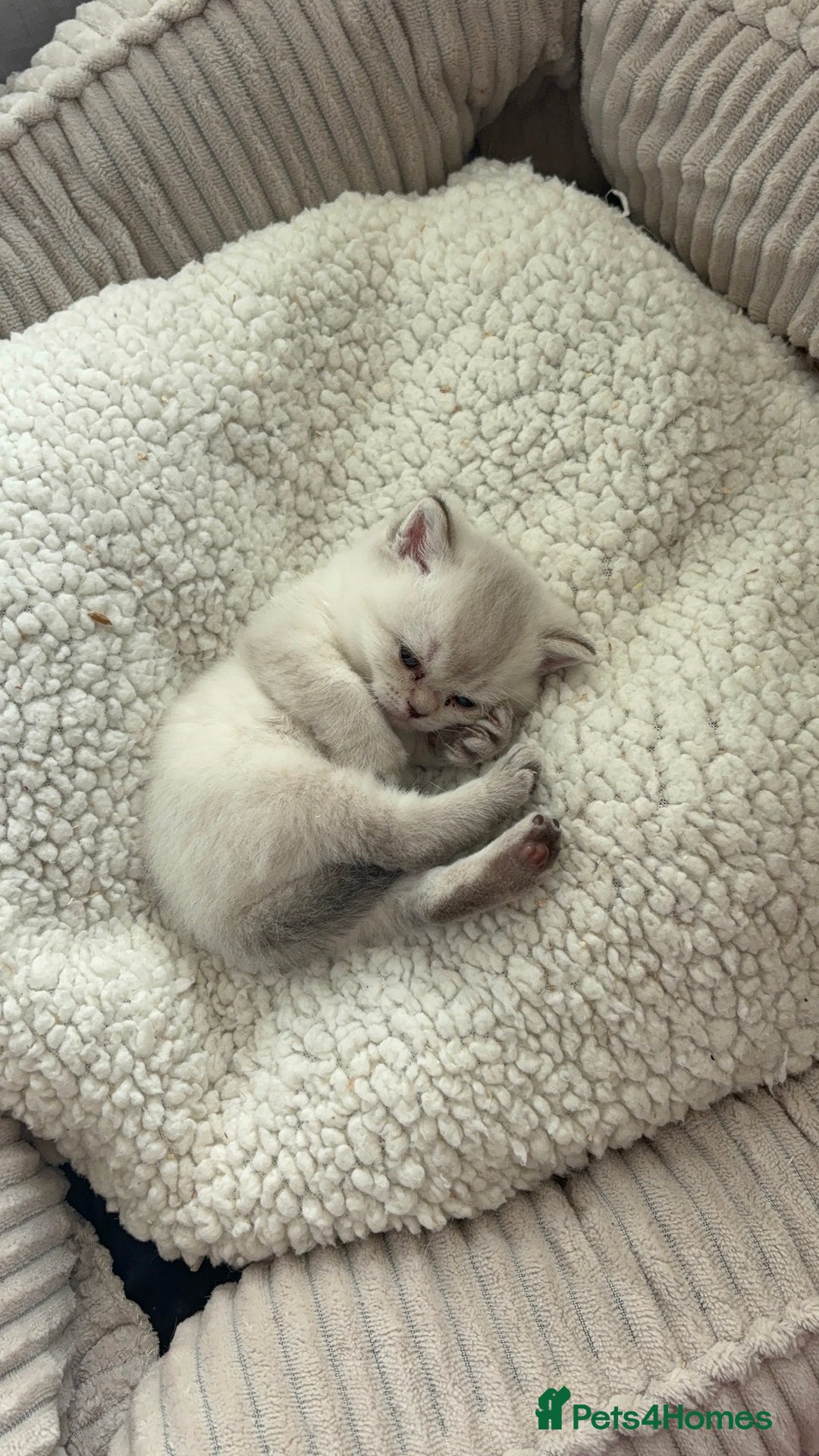 British Shorthair cats for sale: 💖☁️SILVER TIPPED BSH CHINCHILLA GIRL☁️💖 - Image 2