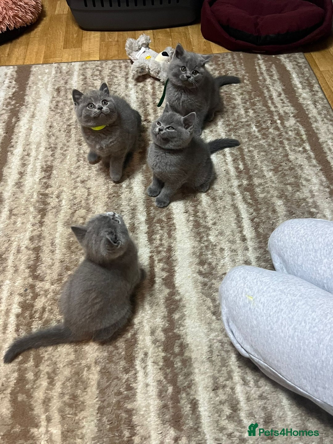 British Shorthair cats for sale: !!! Pure Blood Champions Pedigree BSH Kittens!!! - Advert 23