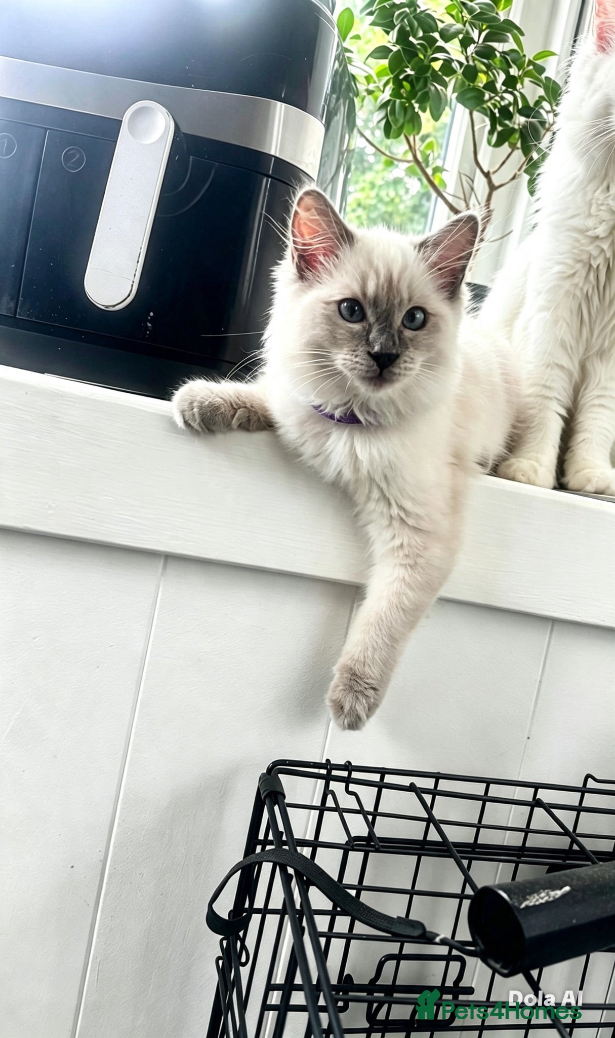 Ragdoll cats 💙 ONLY ONE REMAINING! Beautiful Boy – Grey Paws💎 - Advert 14