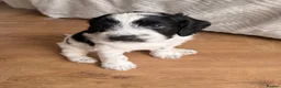 Mixed Breed dogs for sale: Sprockerpoo Puppies - Advert 31