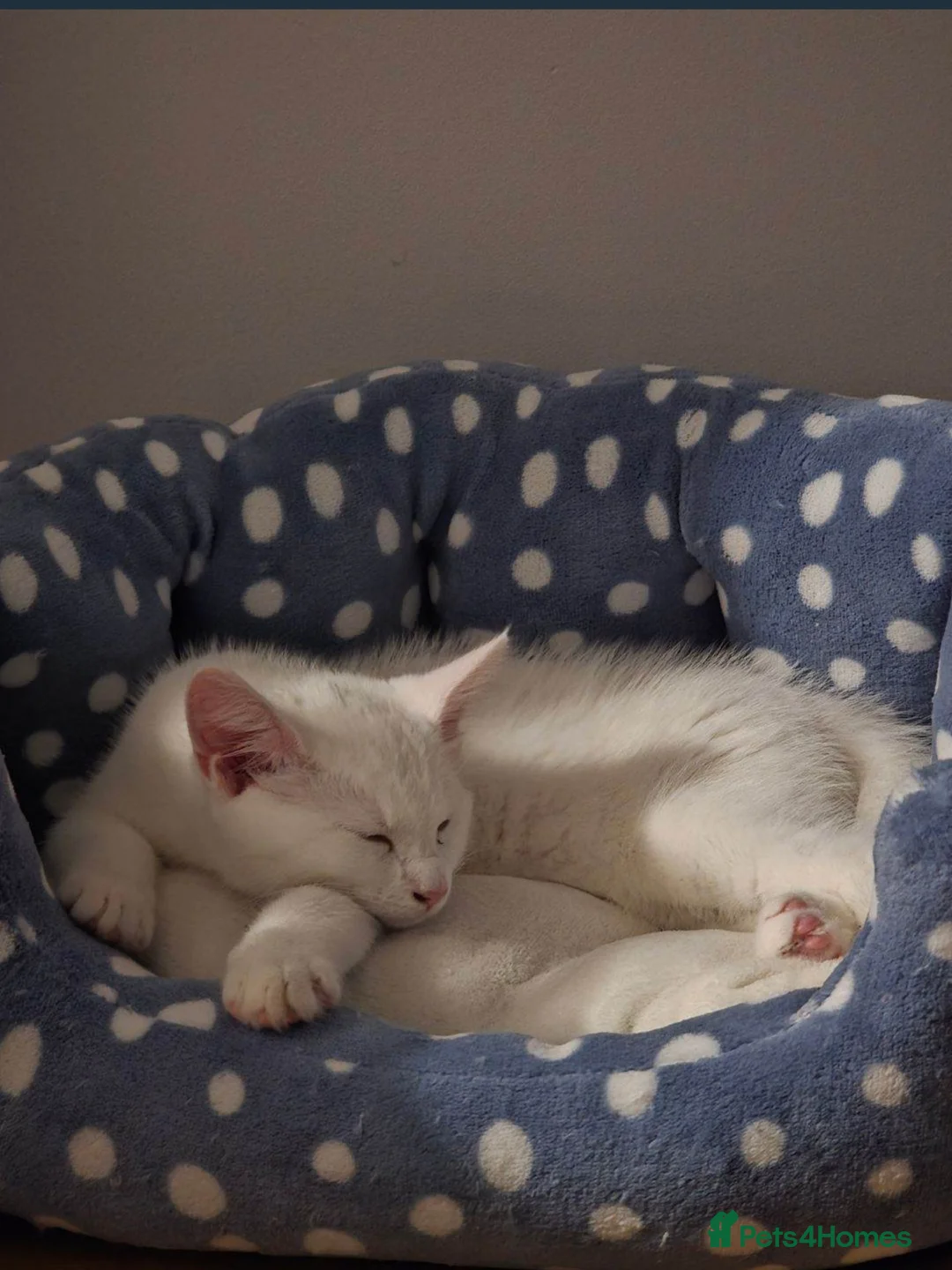 Khao Manee cats for sale: Khao Manee kitten 🐱 - Advert 4