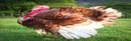 Turkeys poultry for sale: Bourbon Red Turkey Hatching Eggs and Chicks - Advert 1