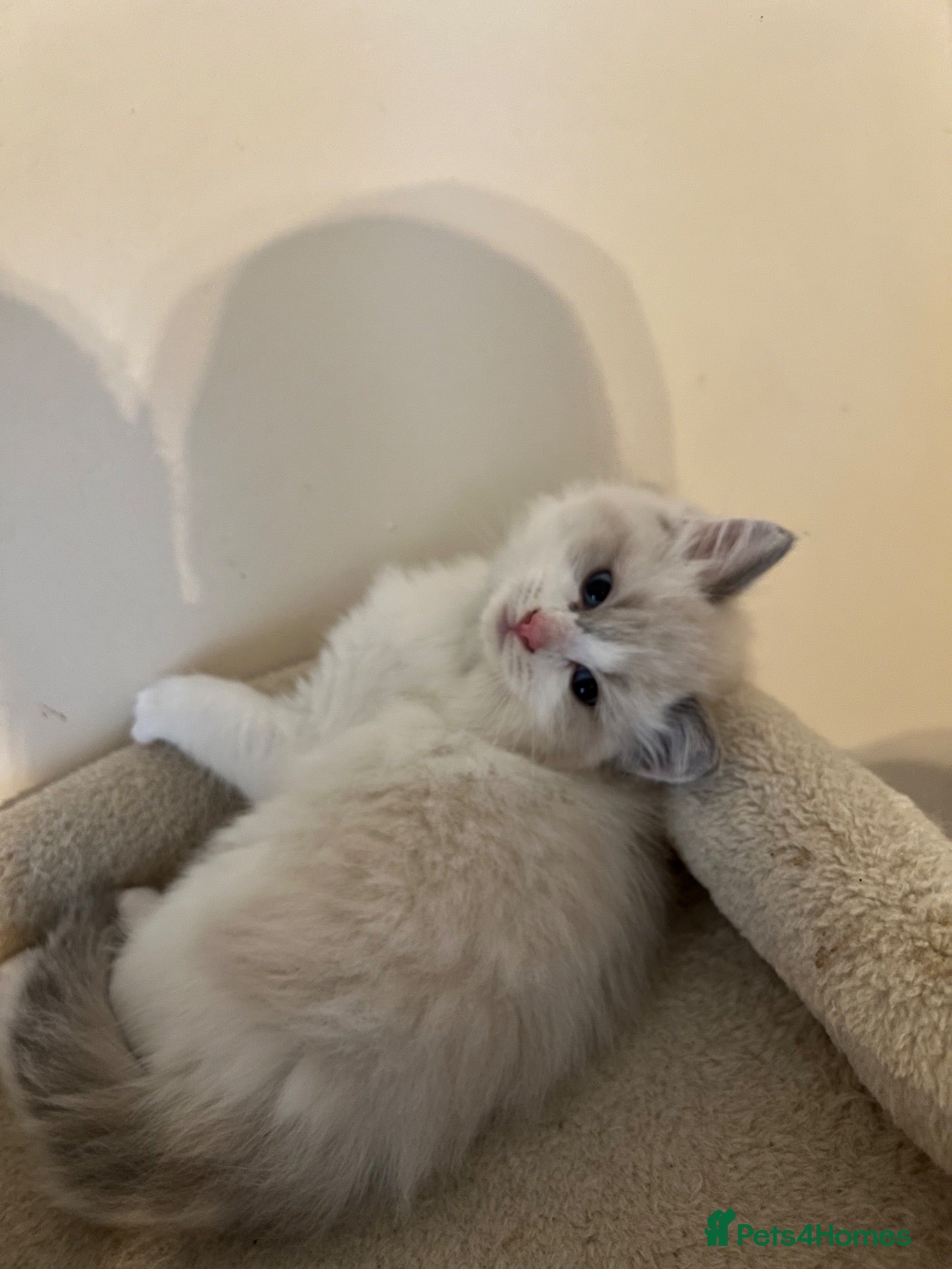 Ragdoll cats Gorgeous Ragdoll Kittens Looking for Loving Homes - Advert 1