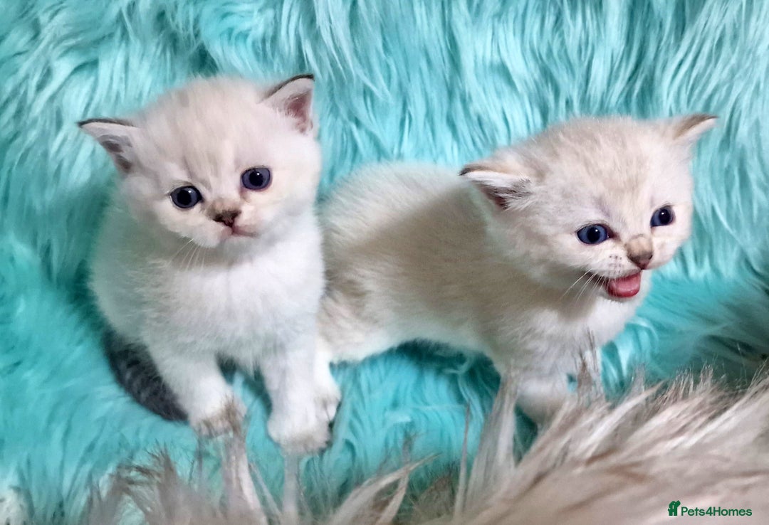 British Shorthair cats for sale: GOLDEN & COLOURPOINT BSH KITTENS, READY TO GO! - Image 16