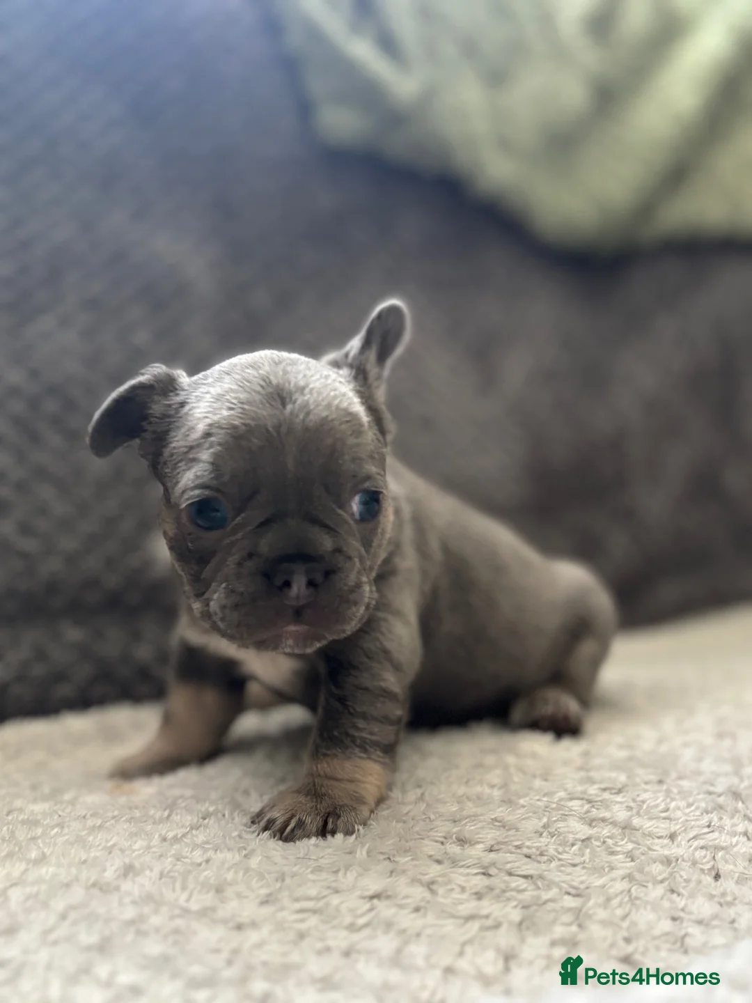 French Bulldog dogs for sale: Beautiful KC Registered French bulldog puppies in London - Advert 2