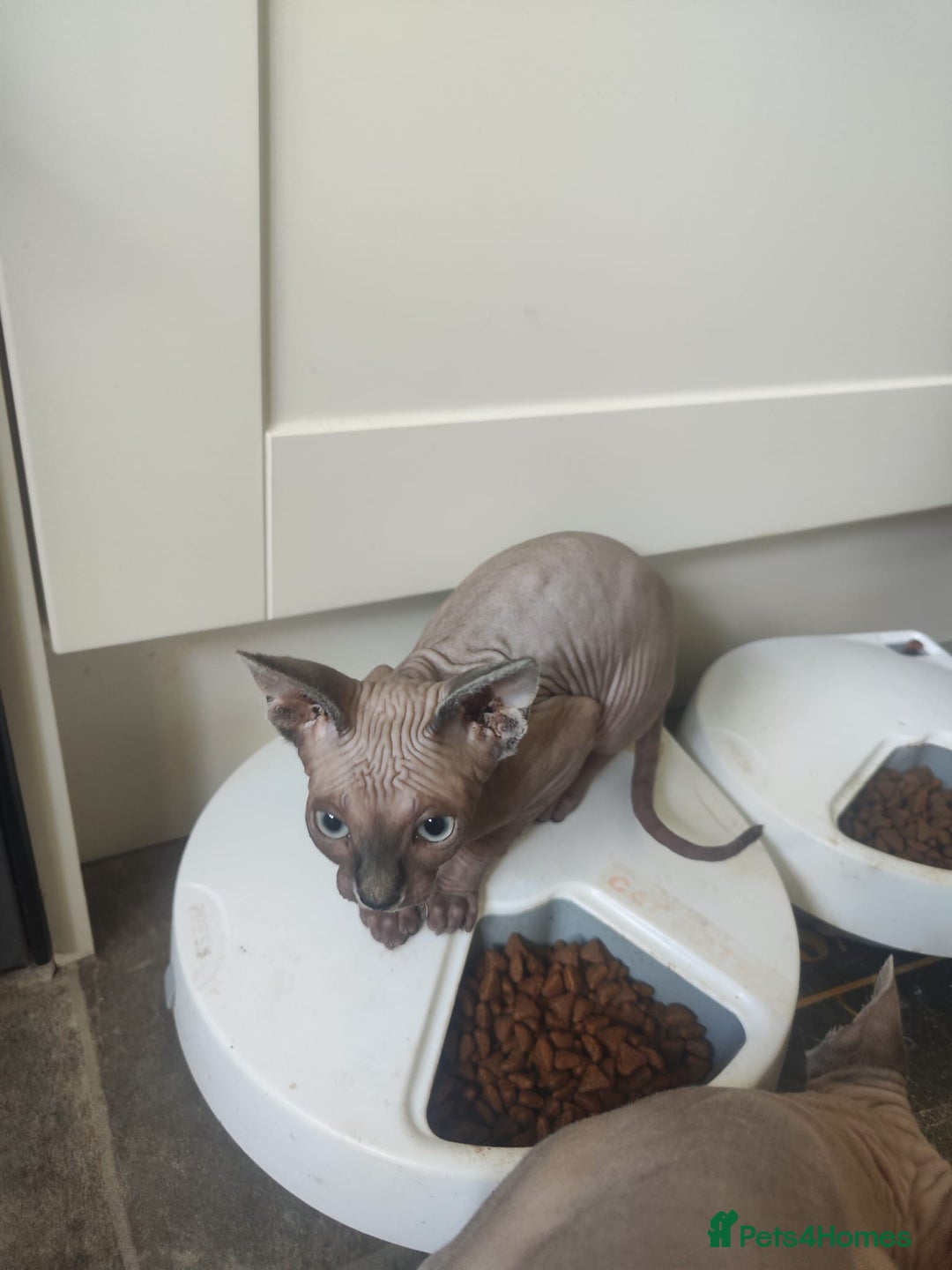 Sphynx cats for sale: Sphinx gils - Image 4