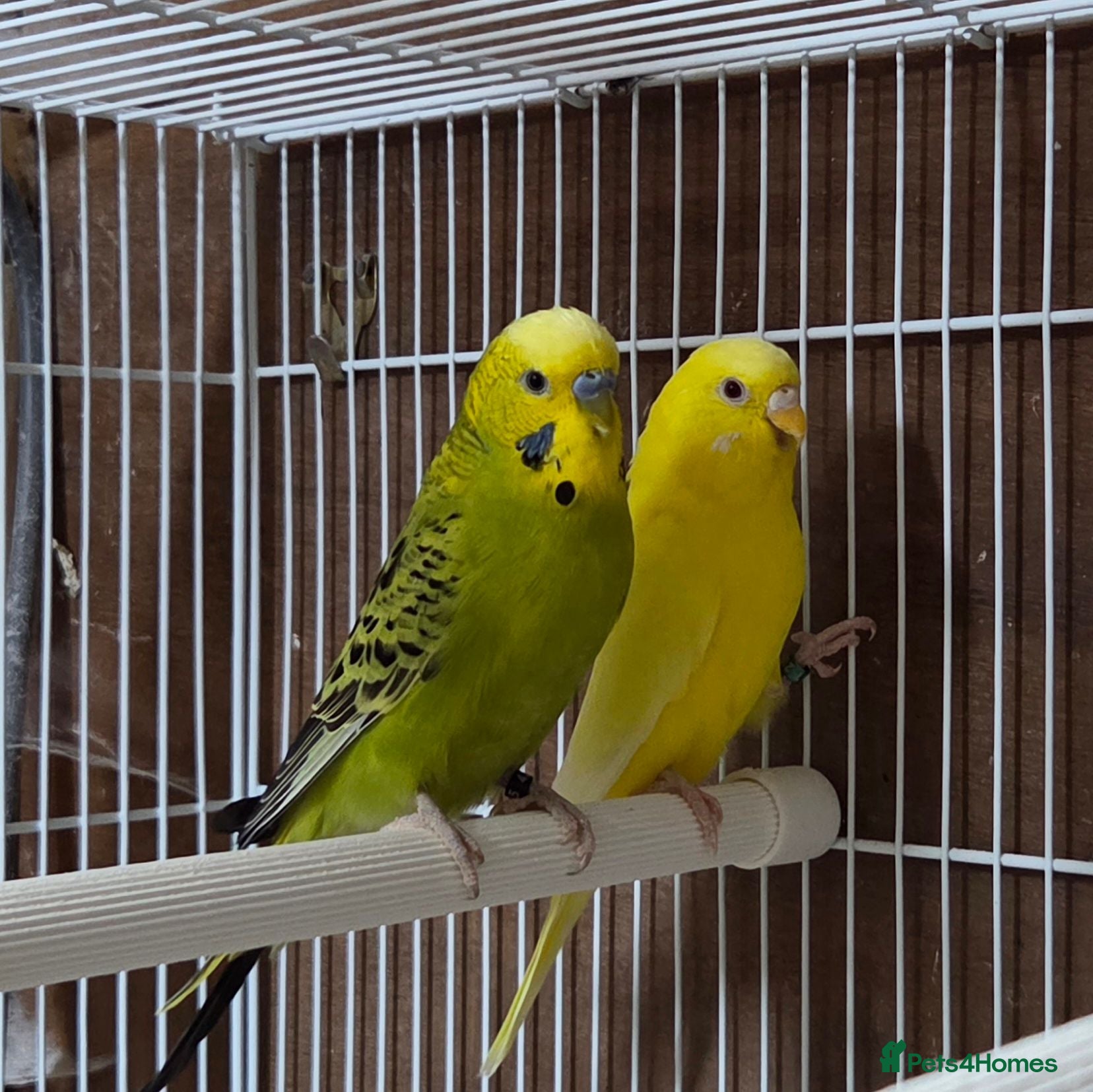 Budgerigars birds Pair of budgies, Cage + starter pack available  - Advert 21