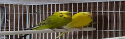 Budgerigars birds for sale: Pair of budgies, Cage + starter pack available  - Advert 1