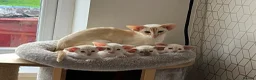 Siamese cats for sale: Red point Siamese boy kitten gccf registered  - Advert 2