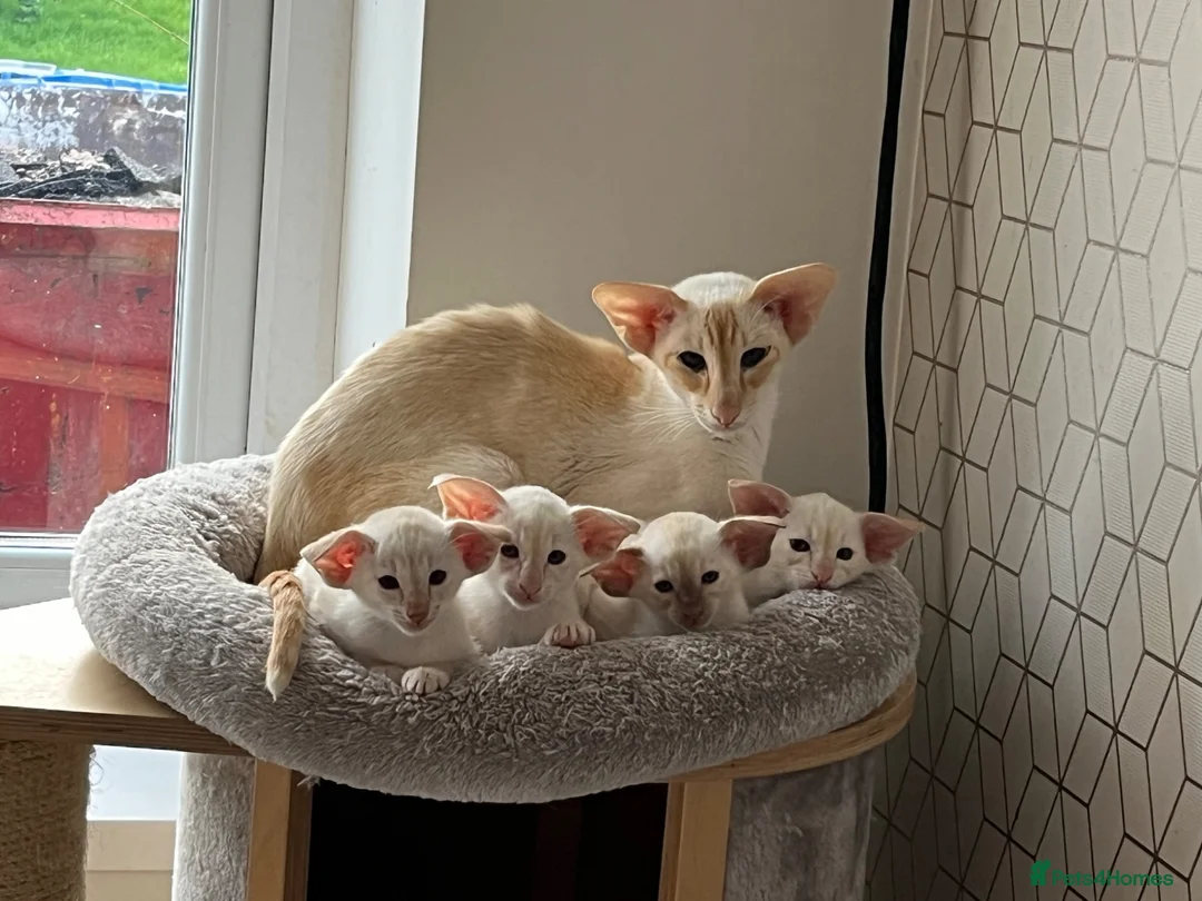 Siamese cats for sale: Red point Siamese boy kitten gccf registered  - Advert 2