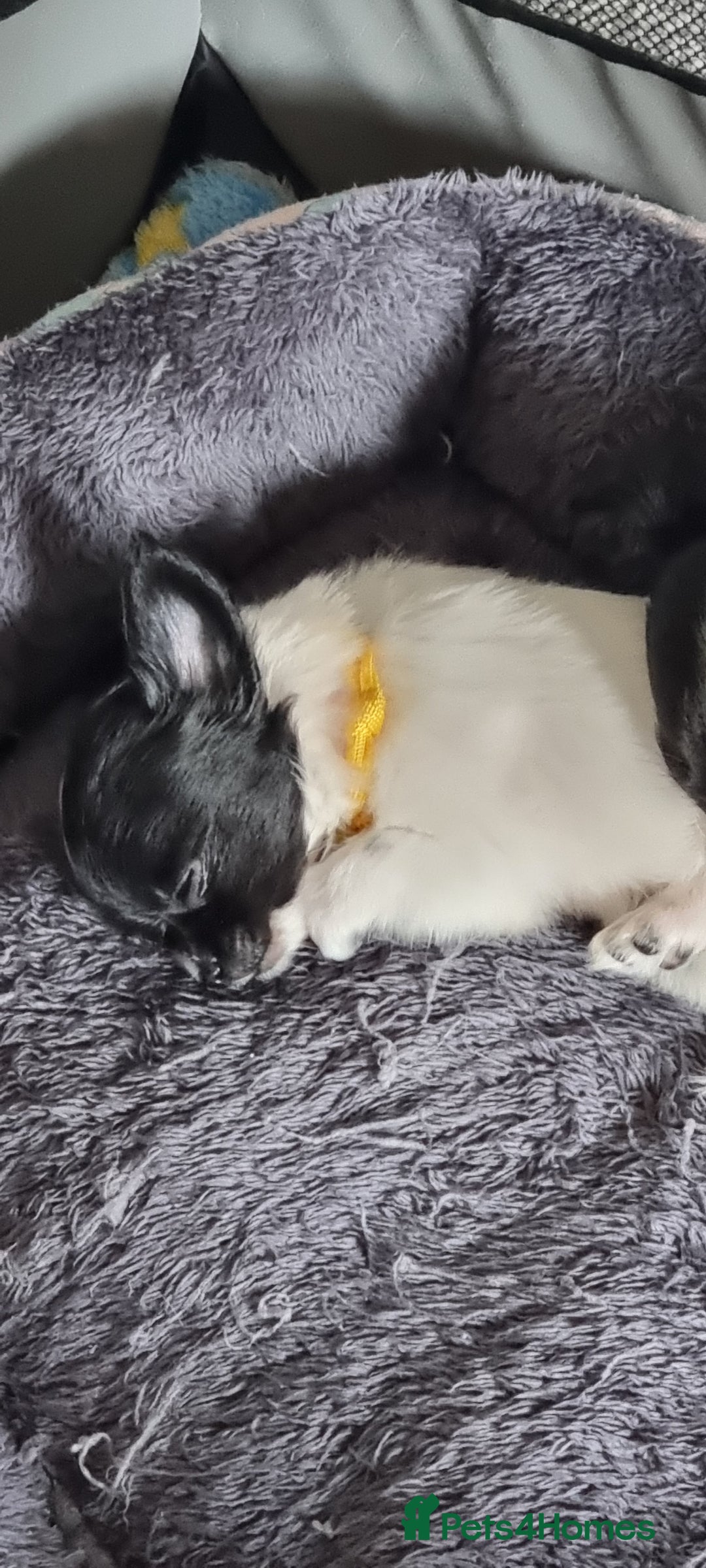 Chihuahua dogs for stud: Stud long haired white Chihuahua  in Coatbridge - Image 36