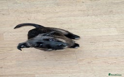 Mixed Breed dogs for sale: Last 3 mixed breed puppies available  - Image 9