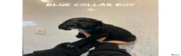Cocker Spaniel dogs for sale: Working cocker spaniel puppies  - Advert 10