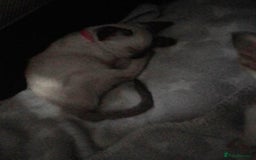 Siamese cats for sale: SIAMESE KITTENS - Image 8