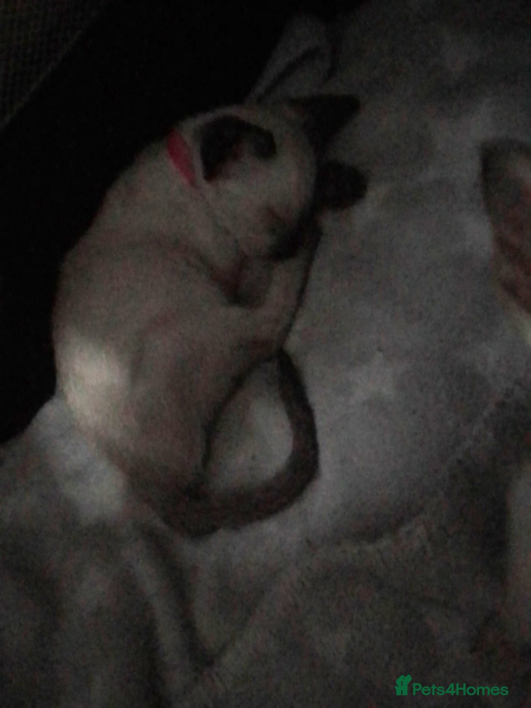 Siamese cats for sale: SIAMESE KITTENS - Image 8