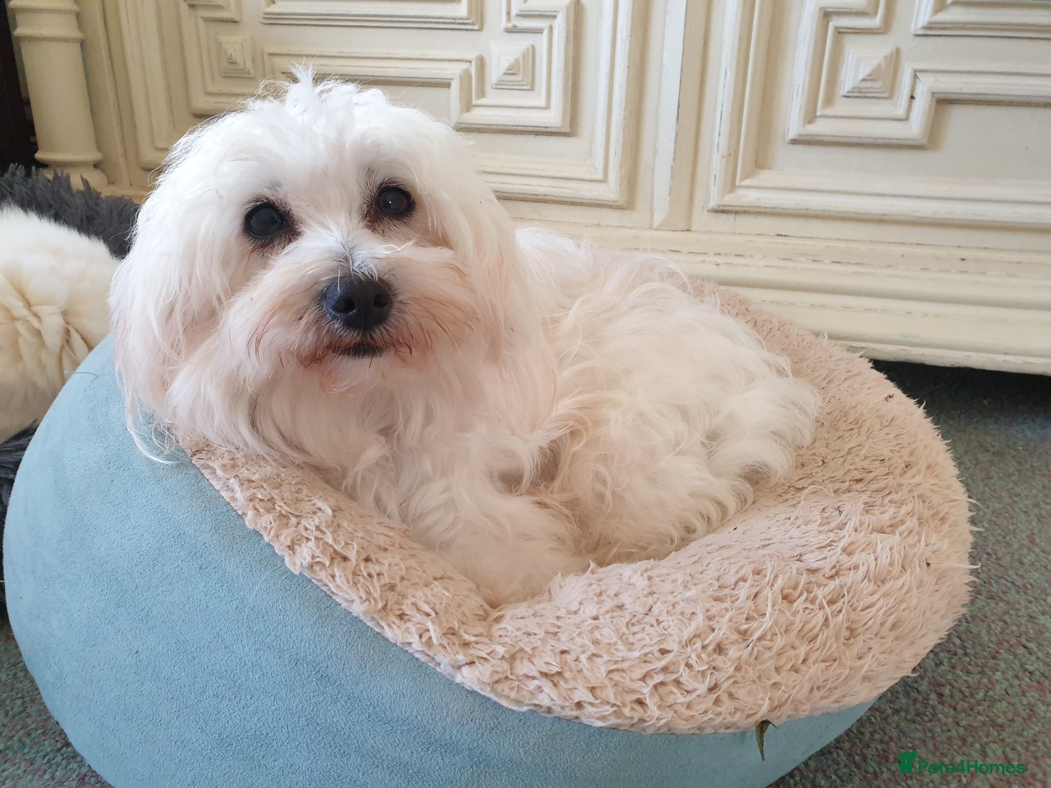 Coton De Tulear dogs K. C. reg. Coton de tulear - health tested - Advert 2